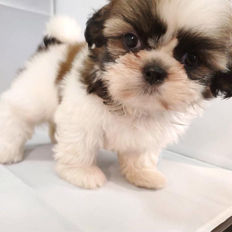 animal_image