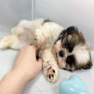 animal_image