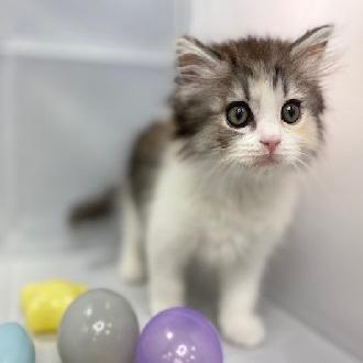 animal_image