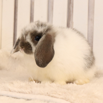 animal_image