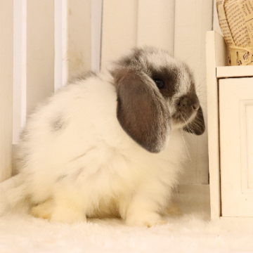 animal_image