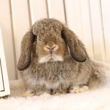 animal_image