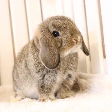 animal_image