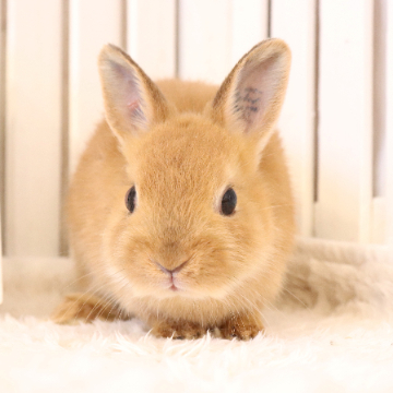 animal_image