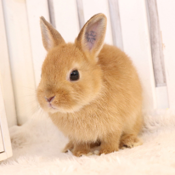 animal_image