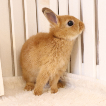 animal_image