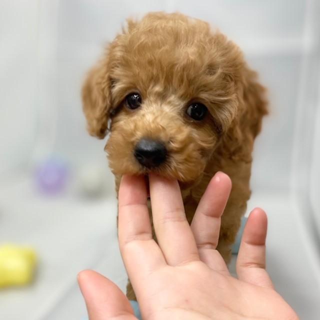 animal_image