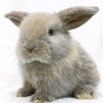 animal_image