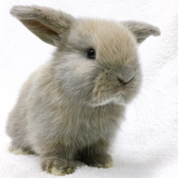 animal_image