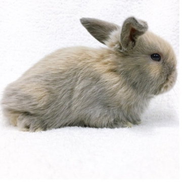 animal_image