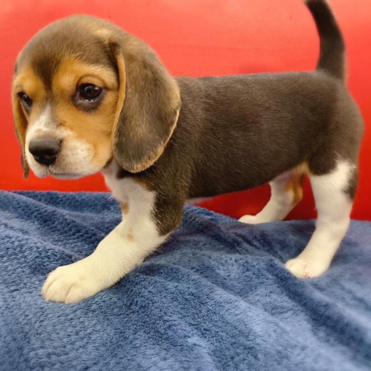 animal_image