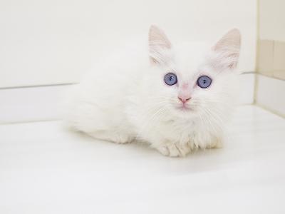 animal_image