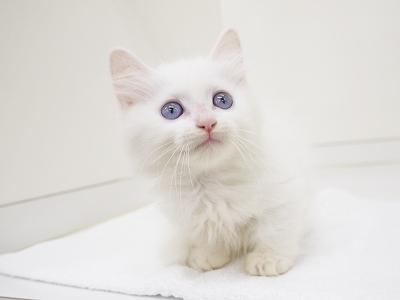 animal_image