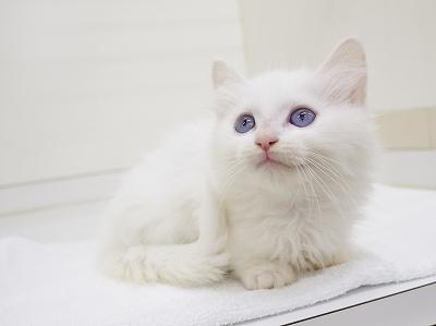 animal_image