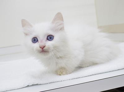 animal_image