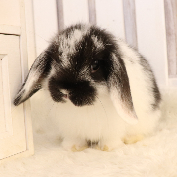 animal_image