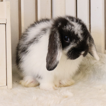 animal_image