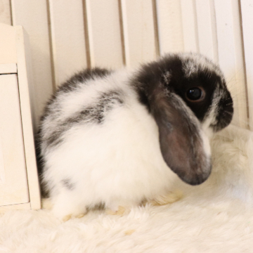 animal_image