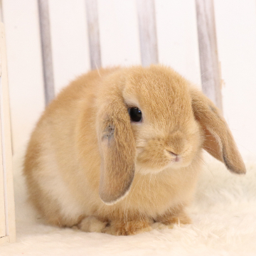 animal_image