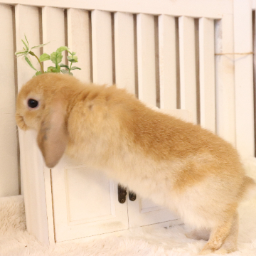 animal_image