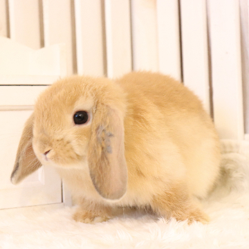 animal_image