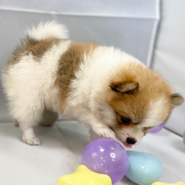 animal_image