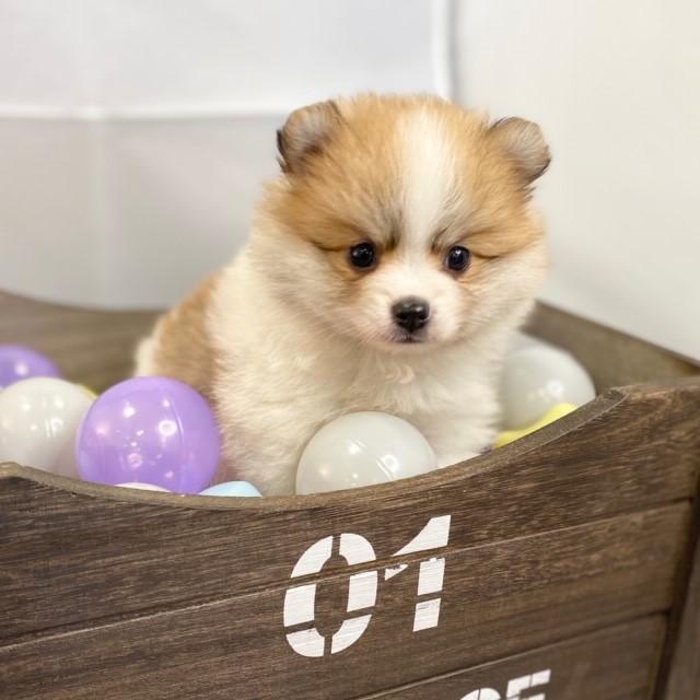 animal_image
