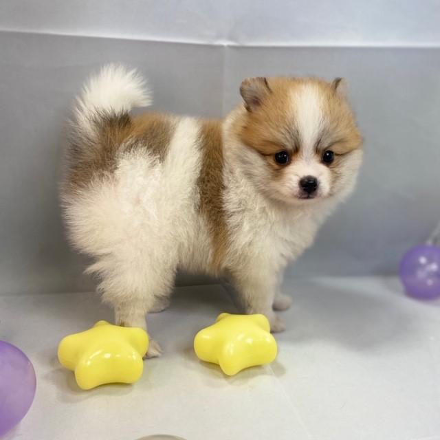animal_image