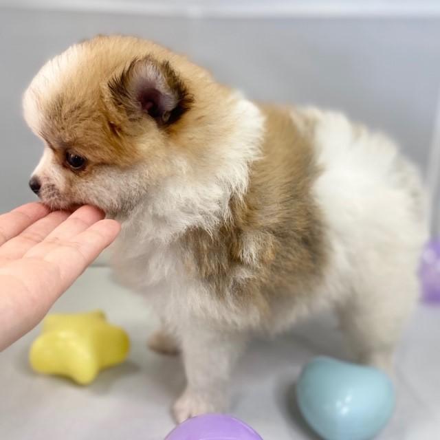 animal_image