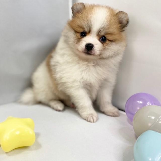 animal_image