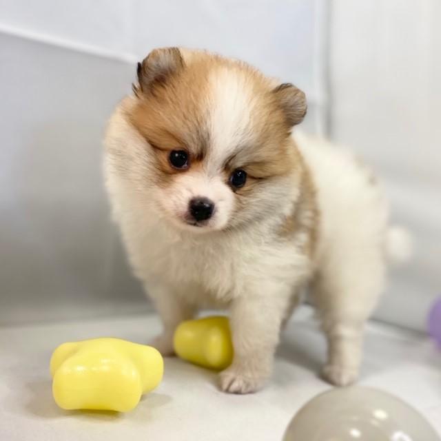 animal_image