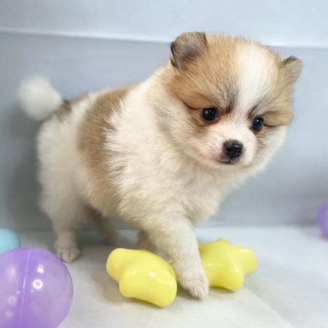 animal_image