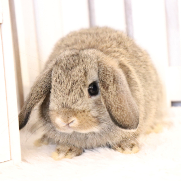 animal_image