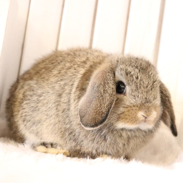 animal_image