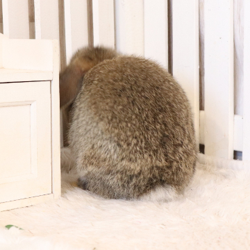 animal_image