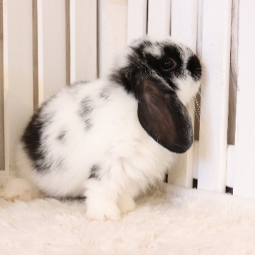 animal_image
