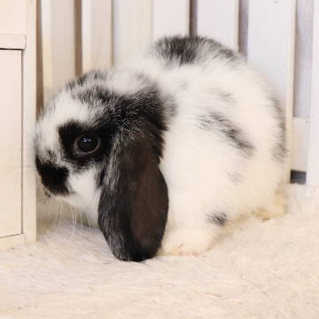 animal_image