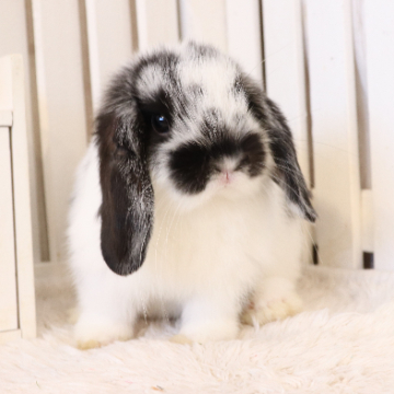 animal_image