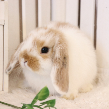 animal_image