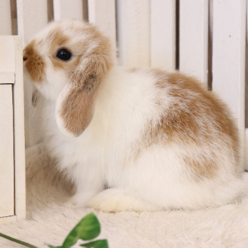 animal_image