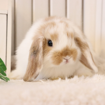 animal_image