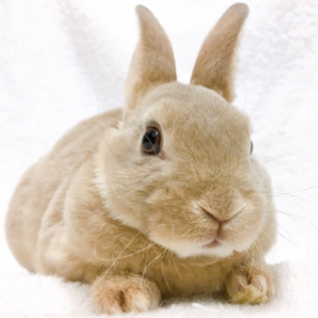 ミニレッキス うさぎ専門店 DAN S HOUSEのミニレッキスの詳細【ハローべいびぃ】