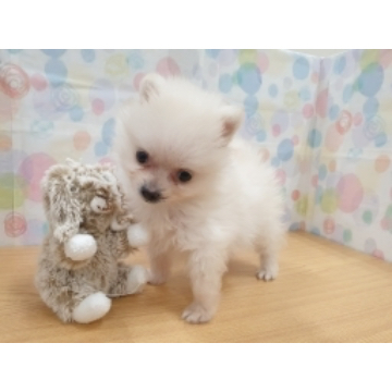 animal_image