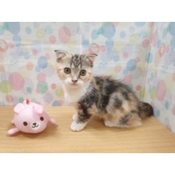 animal_image