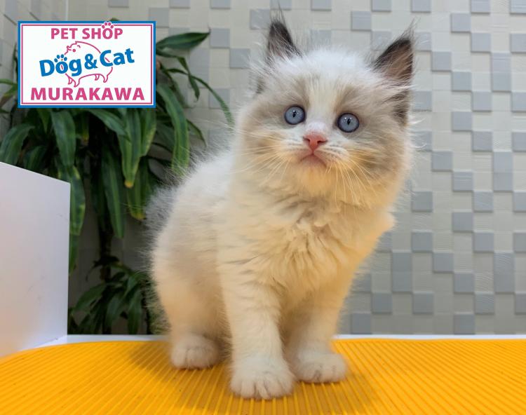 animal_image