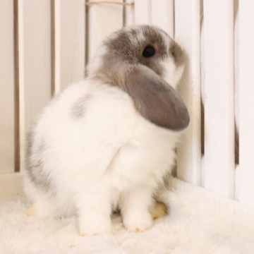 animal_image