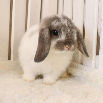animal_image