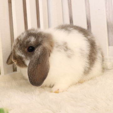 animal_image
