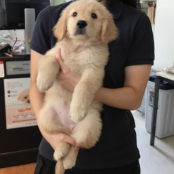 animal_image