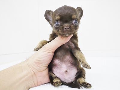 animal_image
